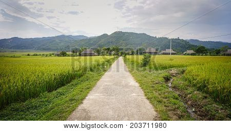 Terraced Rice Field In Northern, Vietnam