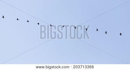 swans on the blue sky in spring