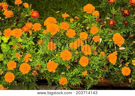 Flowers Used In The Kitchen: Marigold (tagetes Corymbosa)