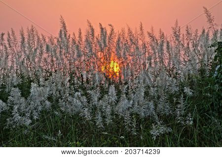 Stunning sunset on the beach, Morjim beach, Goa, view through the bushes.