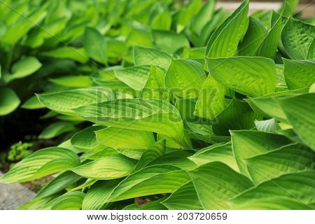 Green leaf texture with stems and with leaf foreground