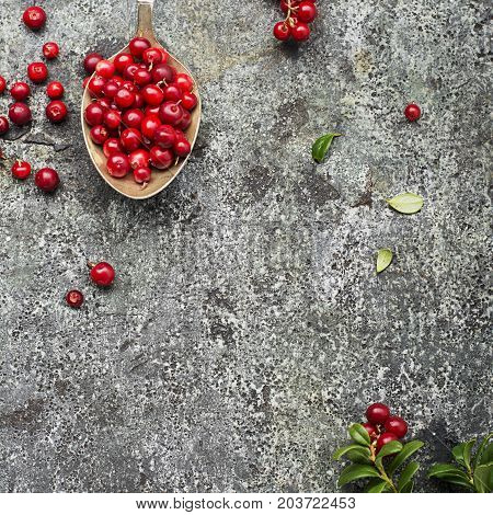 Fresh northern cranberries on a gray stone background in a vintage cupronickel spoon with twigs and leaves. Top View