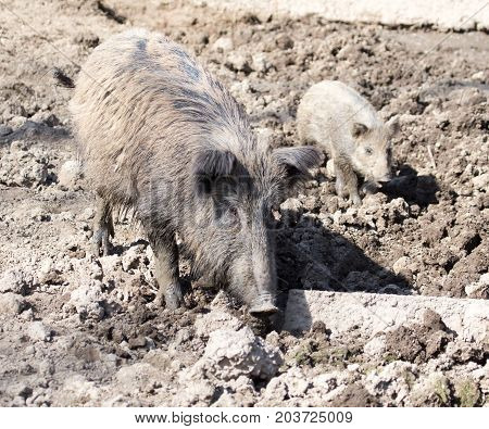 wild boar in the mud in the zoo