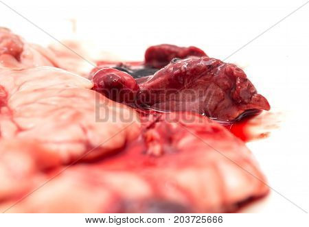 gut fish blood over a white background