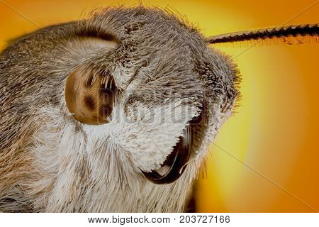 Portrait Head of moth macro or micro photography