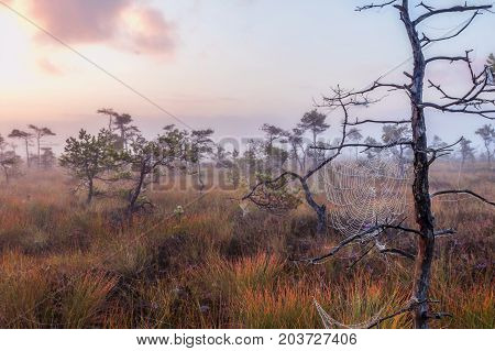 Marsh Latvia.Dunikas early in the morning at sunrise