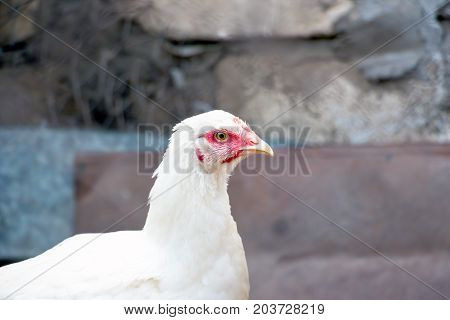 Portrait of a young white chicken on a natural background
