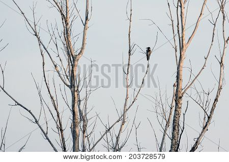 Crow sitting on the branches of the dry tree on sky background