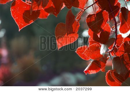 Crimson Corner