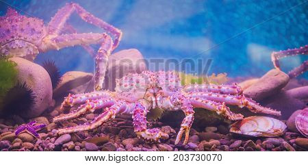 BANNER Big purple sea crab in the aquarium.
