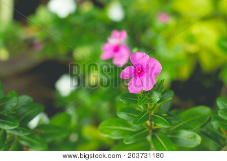 Little purple flowers in the green garden