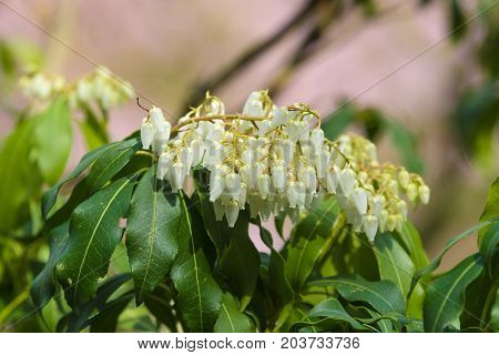 Flowering Pieris japonica in the garten (Japanese andromeda)