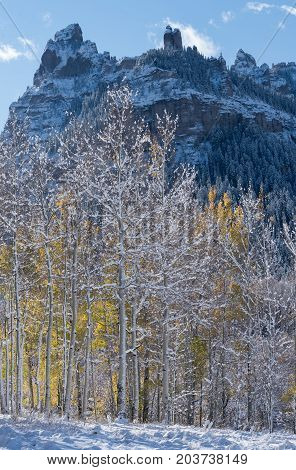 Pinnacle Ridge with Aspen Trees Back lit by the Morning Sun. Early morning back light glows behind snow covered trees.