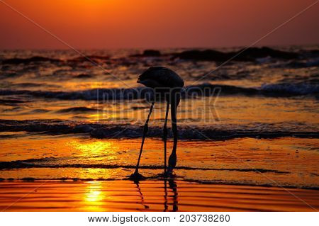 White flamingo walks on the beach during sunset. Colorful sunset. Flamingo posing.