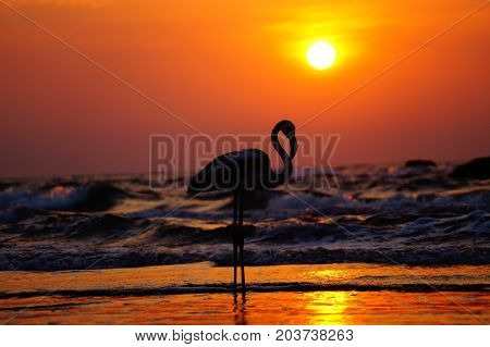 White flamingo walks on the beach during sunset. Colorful sunset. Flamingo posing.