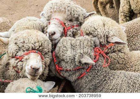 Sheep Tied Together At An Animal Market