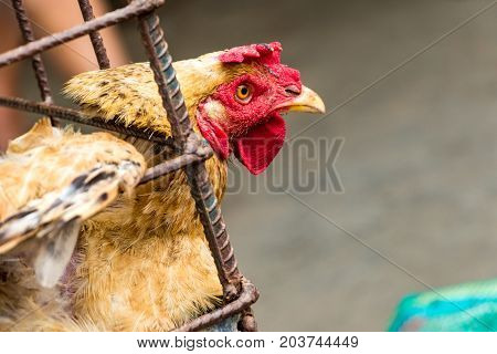 Rooster For Sale At Animal Market