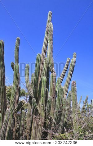Cactus At Aruba Island