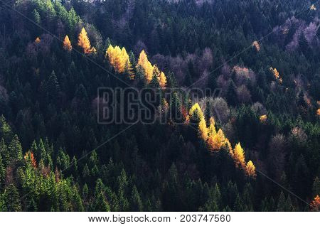 Autumn Season Theme. Detail Of Coloured Forest. Garmisch Partenkirchen, Bavaria, Germany
