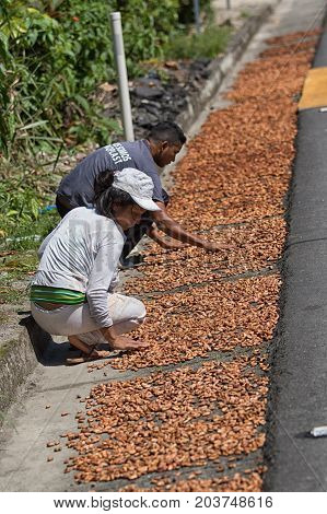 June 6 2017 Misahualli Ecuador: cocoa beans are dried on the road usually by small producers in the Amazon area