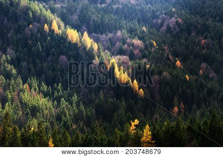 Autumn Season Theme. Detail Of Coloured Forest. Garmisch Partenkirchen, Bavaria, Germany