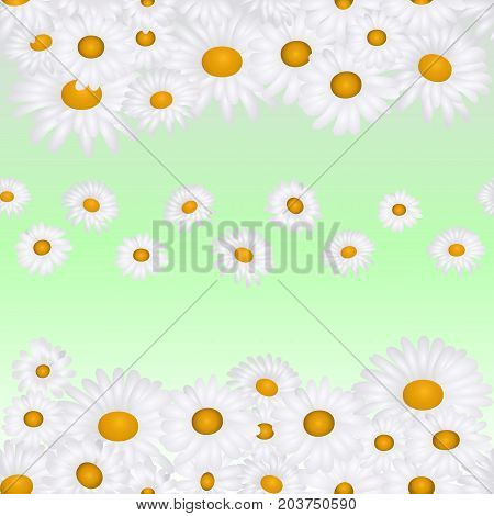 Chamomile (daisy) seamless pattern, light green background