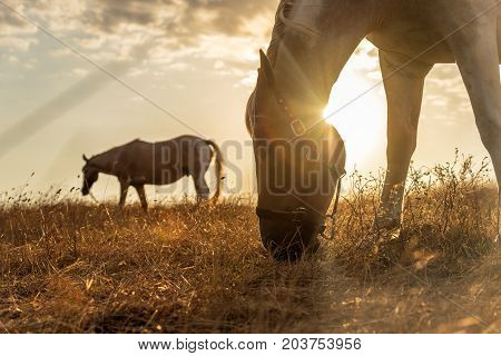 Beautiful red horse grazing in a meadow in autumn