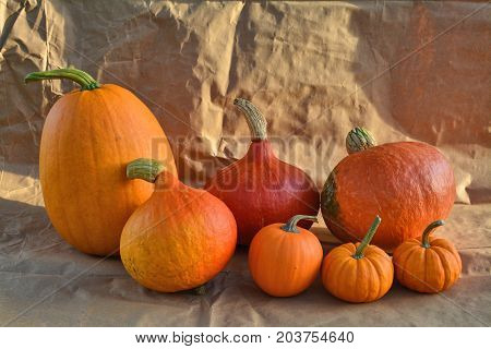 Different Varieties Of Orange Pumpkins