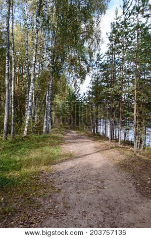 Country Road In Forest
