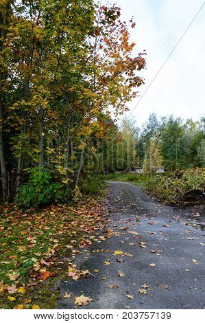 Country Road In Forest