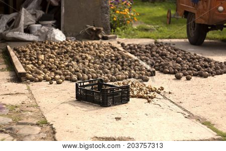 the harvested potatoes lying on the floor