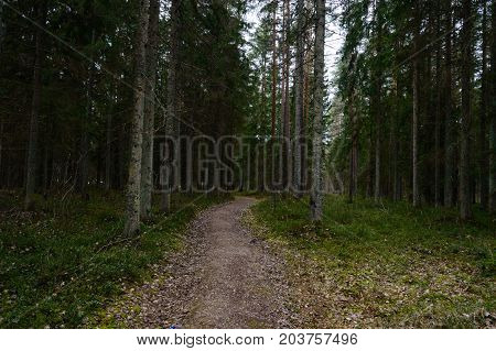 Country Road In Forest