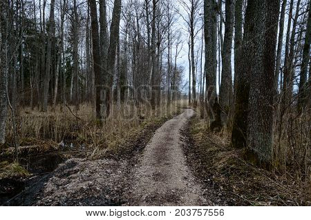 Country Road In Forest