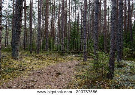 Country Road In Forest
