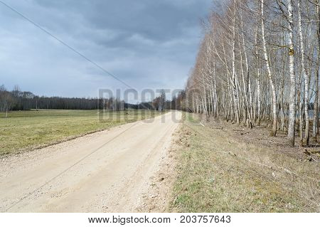 Country Road In Forest