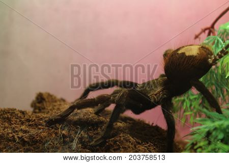 Big spider tarantula brachypelma albopilosum in all its glory