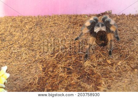 Big spider tarantula brachypelma albopilosum in all its glory