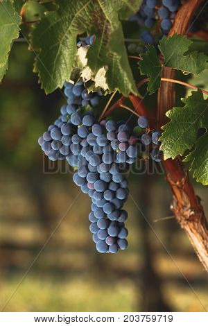 Ripe Cabernet Sauvignon grapes on an old vine,ready for harvest,  sunset time, selective focus
