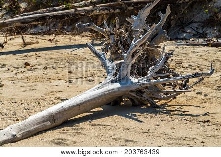 horizontal tree blown over in a storm on sandy beach Dangerous Hurricane Irma bears down on Florida