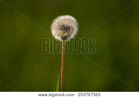 Dandelion seeding, Taraxacum sect.ruderalia, lit seeds with heavy green bokeh background and a grass sraw on the side