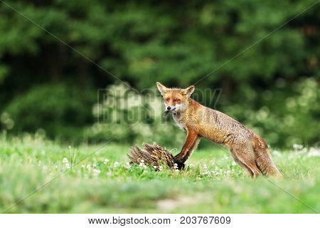 Adult red fox guarded catch bird on meadow in early morning - Vulpes vulpes