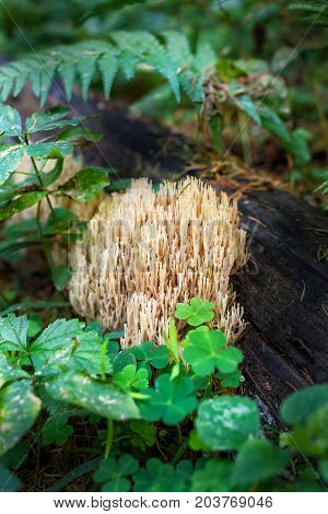 Mushroom Ramaria invalii growing in green wood.