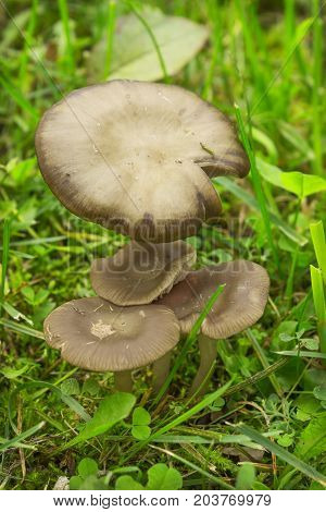 Mushrooms Entoloma In The Garden On The Lawn
