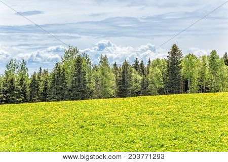 Farm Field Of Yellow Dandelion Flowers In Quebec, Canada Charlevoix Region With Green Grass With For