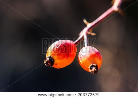 Rosa Canina Fruit, Valconca, Italy