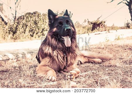 German Sheperd On A Trail In Valconca, Italy