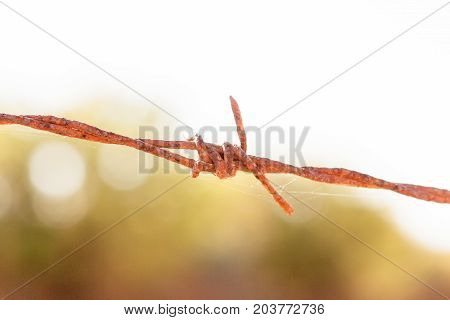 Rusty Barbed Wire, Valconca, Italyalc