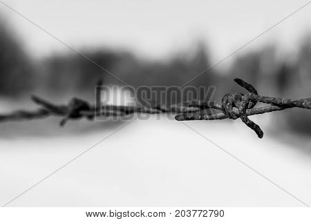 Rusty Barbed Wire, Valconca, Italyalc