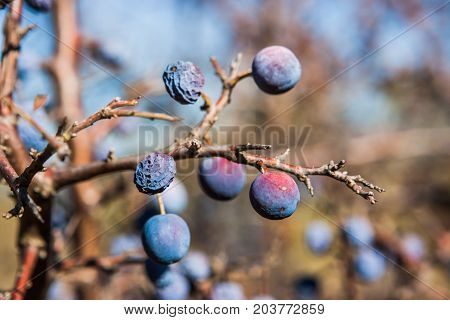 Prunus Spinosa, Valconca, Italy