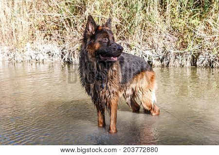 German Sheperd On A Trail In Valconca, Italy